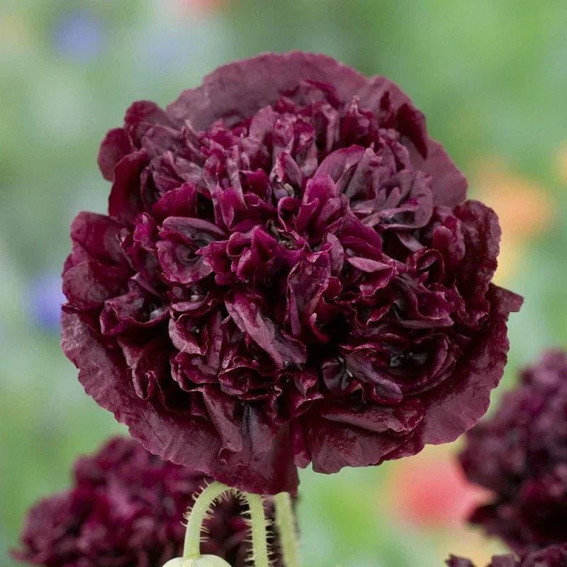 Poppy Seeds 500 Count Double Black Peony Flowers Non-GMO Papaver somniferum