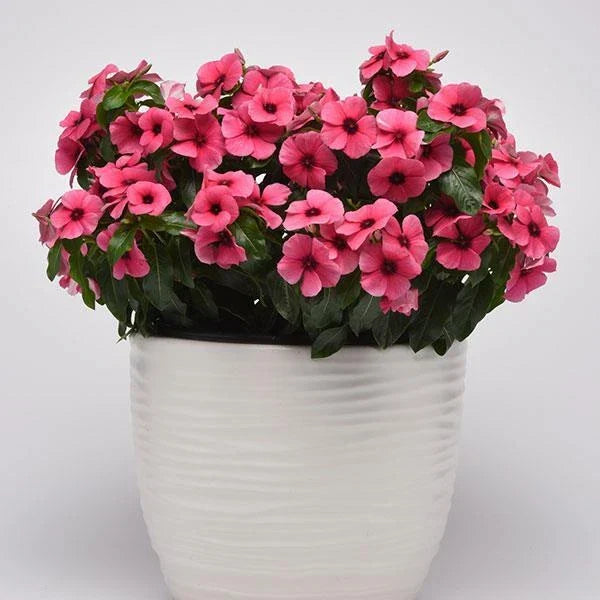 Vinca Tattoo Raspberry Seeds - 100 Count - Spreading Ground Cover with Raspberry Pink Flowers