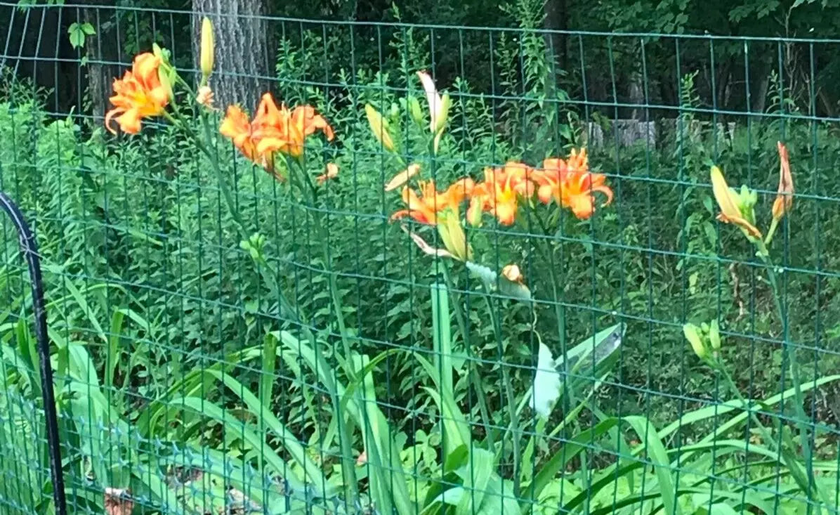 Orange Daylily Bulbs - 10 Bare Roots Hemerocallis fulva for Summer & Fall Gardens