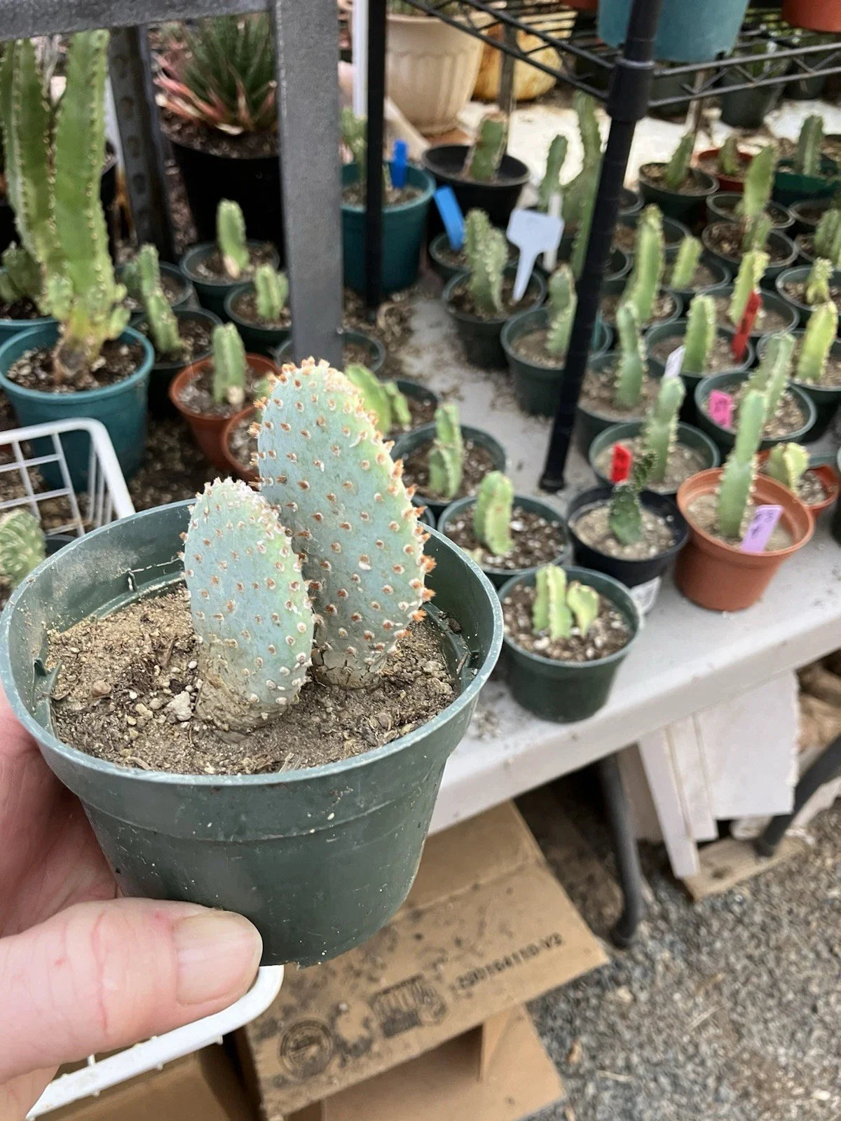 Beavertail Cactus Potted Plant 4" Opuntia basilaris Drought-Tolerant Succulent for Garden or Indoor