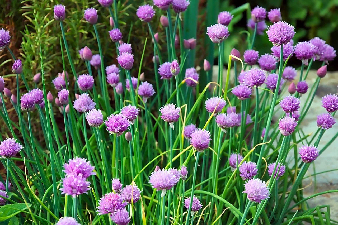 Chives Seeds 750 Count Non-GMO Allium schoenoprasum Culinary Herb