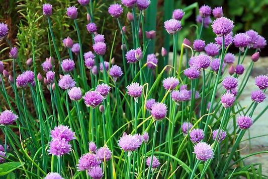 Chives Seeds 750 Count Non-GMO Allium schoenoprasum Culinary Herb for Indoor & Outdoor Gardening