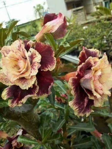 Desert Rose Seeds - Pack of 4 - Cream Maroon Adenium obesum - Perennial Flower for Indoor & Outdoor Gardens