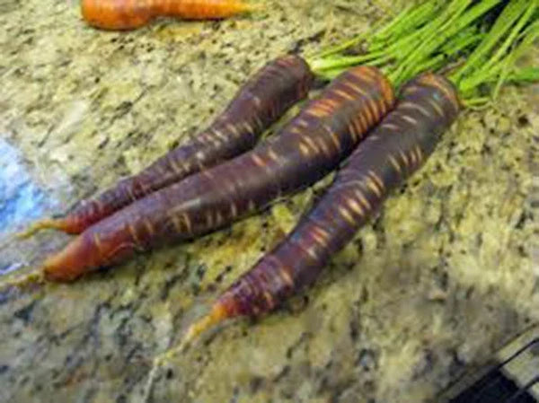 Purple Haze Carrot Seeds, 25+ Hybrid Seeds, Unique Purple Skin, Daucus carota, Edible, Sweet, Vibrant Color