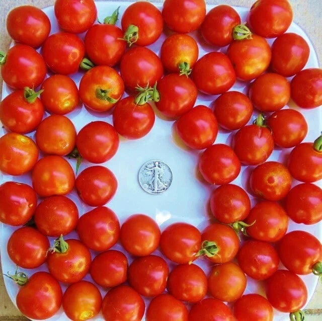 Large Red Cherry Seeds - 25 Fresh Heirloom Solanum lycopersicum Seeds for Home Gardening