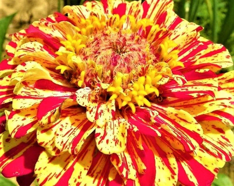 Peppermint Stick Zinnia Seeds - Colorful Garden Flowers, Non-GMO, Annual, Zinnia elegans, Attracts Pollinators