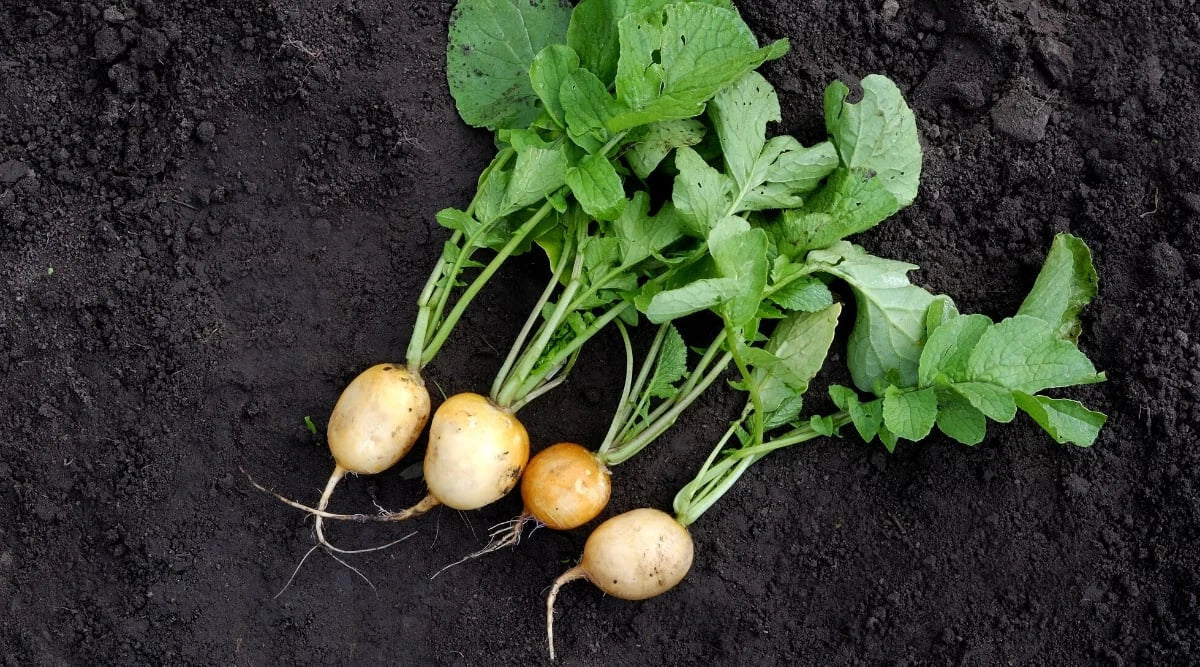 Helios Radish Seeds Pack 500+ | Raphanus sativus Non-GMO, Fast Germination, USA Grown, for Garden Planting