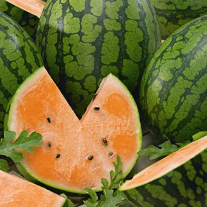 Tendersweet Orange Watermelon Seeds – Organic Citrullus lanatus – 40 Pack for Home Garden & Small Farm