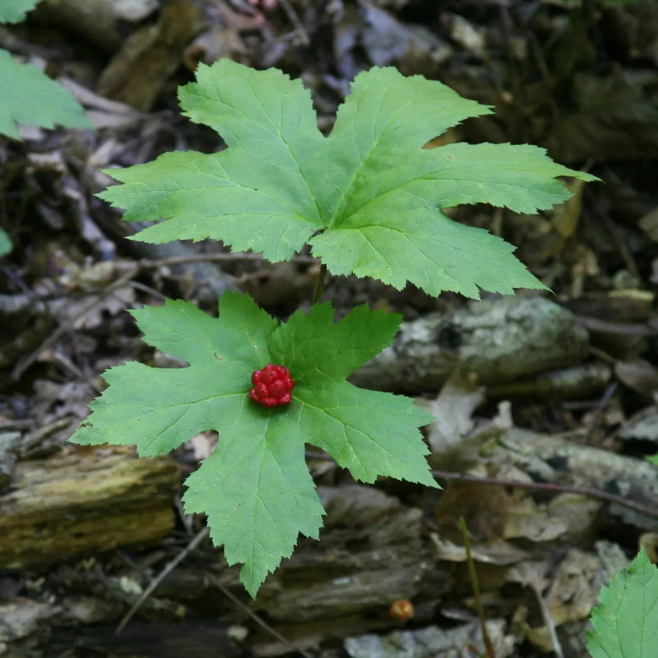 Goldenseal Bare Root 20ct Hydrastis canadensis Wild Fresh Perennial Herb Yellow Roots