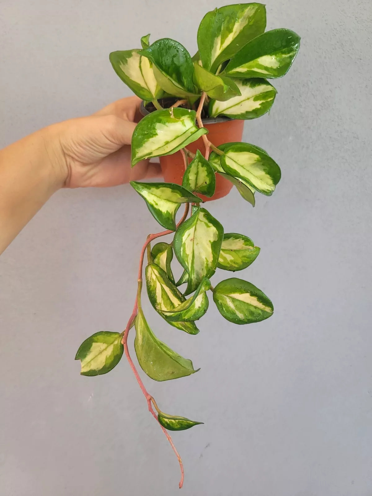 Hoya Carnosa Krimson Princess 4" Pot - Variegated Indoor Houseplant, Easy Care