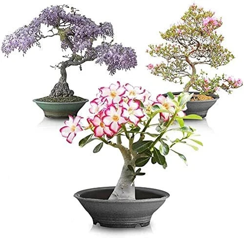 Flowering Bonsai Tree Seed Bundle #2 - All Flowering Tree Seeds with Vibrant Colors and Various Species