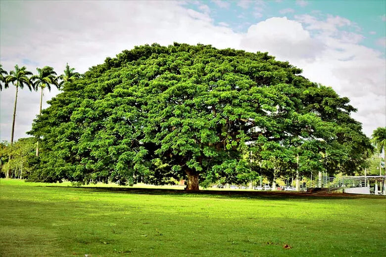 Rain Tree Seeds 20 Pack | Albizia saman | Tropical Monkey Pod Seeds for Landscaping & Reforestation