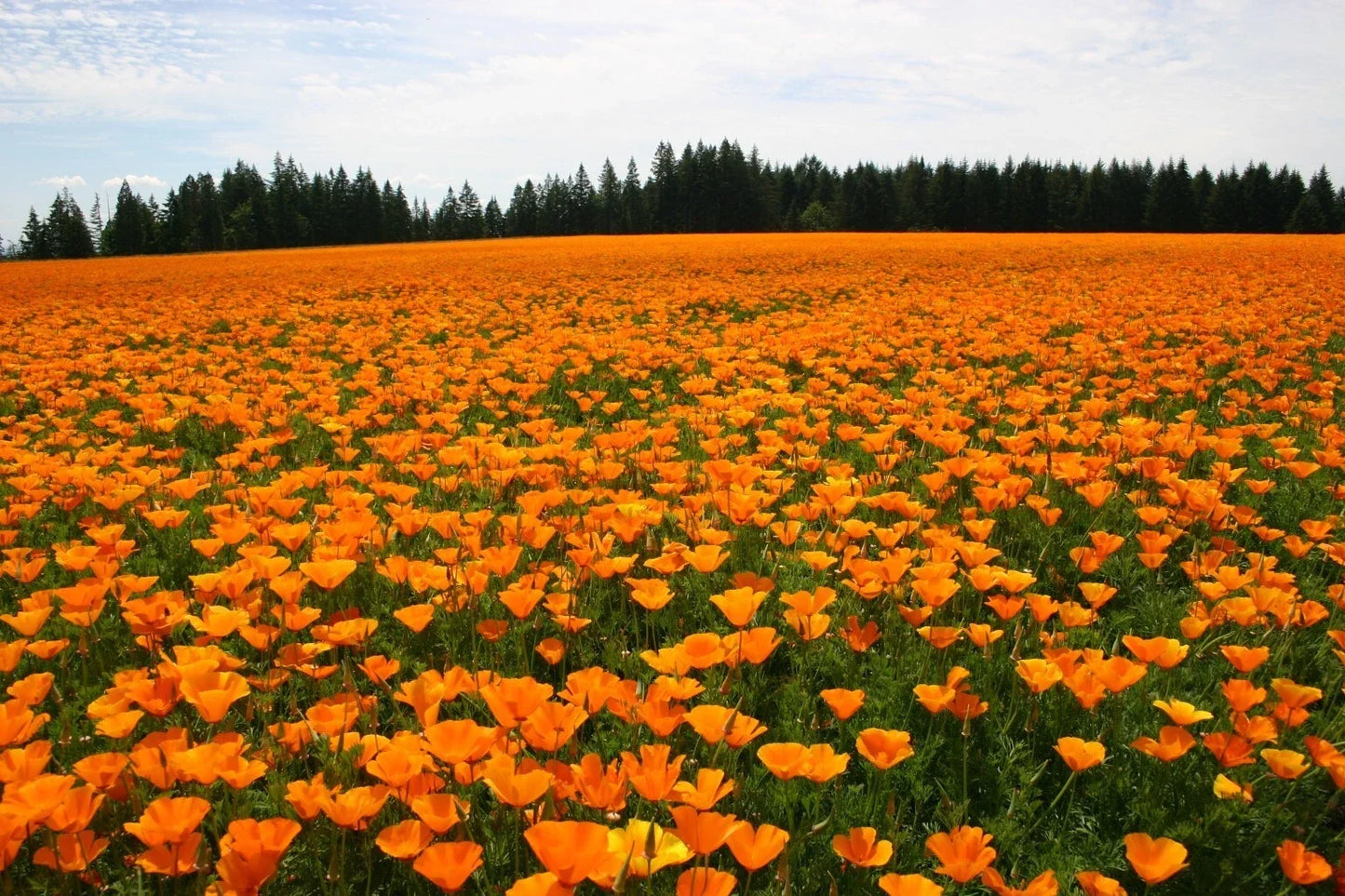California Poppy Seeds - 250+ Orange Wildflower Seeds - Eschscholzia californica - Easy to Grow Annual for Gardens & Containers