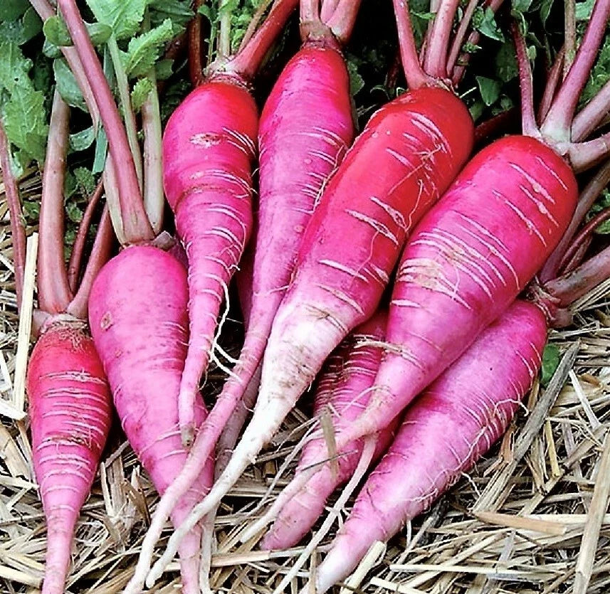 China Rose Radish Microgreens Seeds – Organic, Non-GMO, Mild Sweet Flavor, Raphanus sativus, Easy to Grow Vegetable Garden