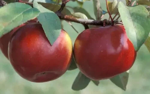 Snow Sweet Apple Seeds - 25 Pack, Organic Malus domestica, Deciduous Fruit Tree for Home Garden Planting