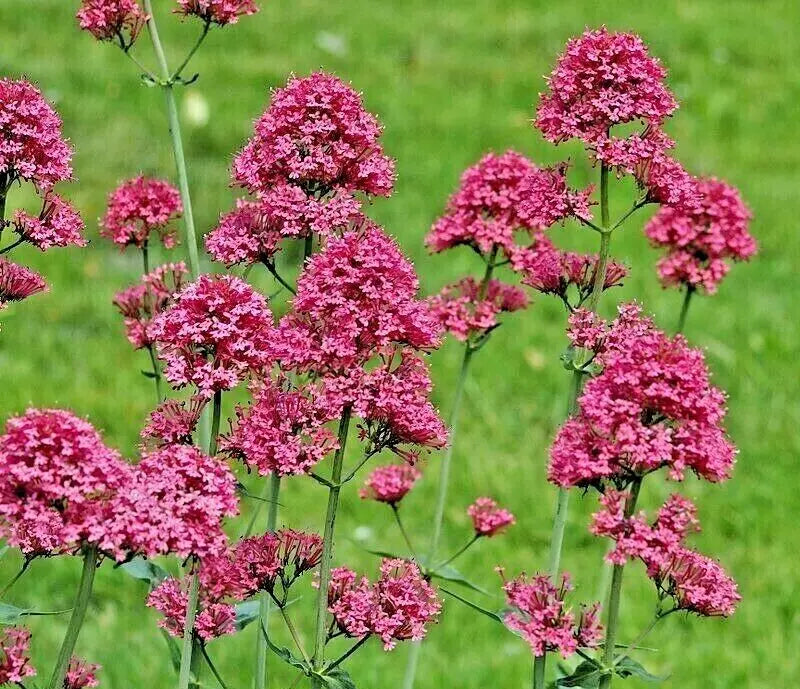 Red Valerian Seeds 100 Count, Vibrant Red Flowers, Centranthus ruber, Perennial for Borders & Pollinator Gardens