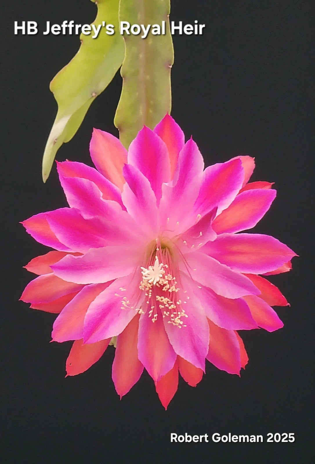 Epiphyllum 'HB Jeffrey's Royal Heir' Unrooted Cutting | Rare Night Blooming Cactus Propagation Plant
