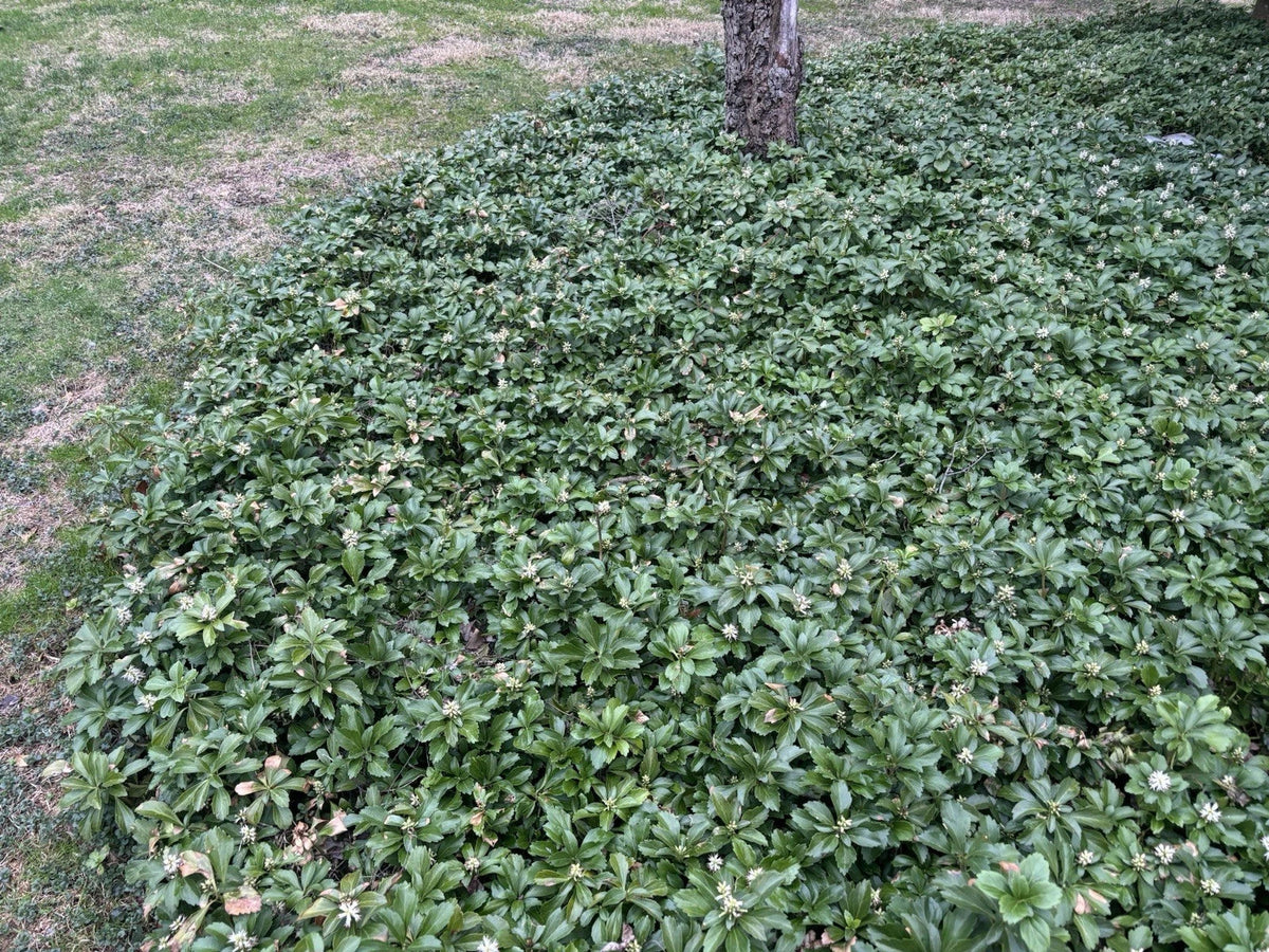 Pachysandra Ground Cover Plants - 20 Established Pachysandra terminalis with Roots for Shade Gardens