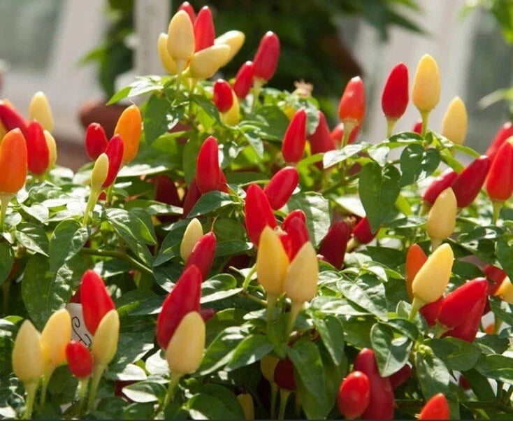 Pequin Chili Pepper Seeds - Organic Capsicum annuum Small Spicy Bird Pepper Seeds, 25+ Pack