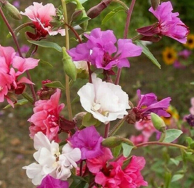 Clarkia Flower Seeds - 1000+ Mixed Colors Annual Garden Seeds Godetia