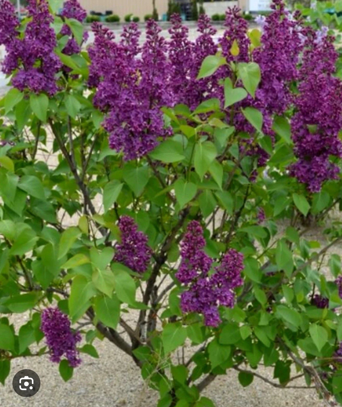 Congo Lilac Starter Plant 4-8 Inches Syringa Vulgaris Well-Rooted Flowering Shrub for Garden