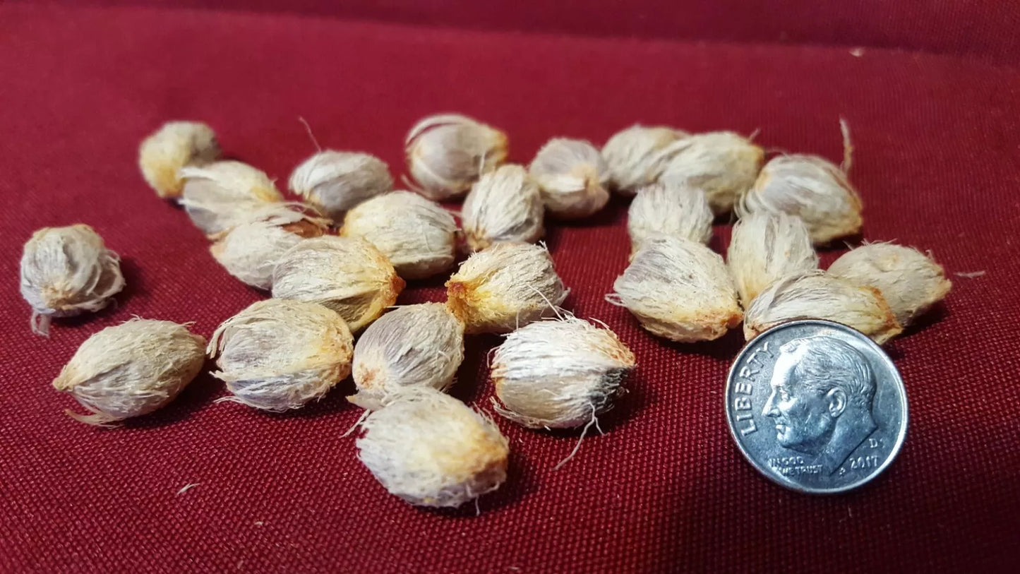 Jerusalem Palm Tree Seeds 24 Count | Howea forsteriana | Tropical Gardening