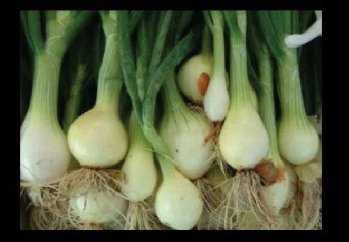 Bunching Onion Seeds - Rare Japanese White Nebuka Evergreen - Select 25 to 1000 Seeds