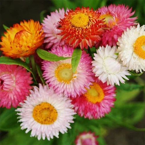 Swiss Giant Mix Strawflower Seeds - Non-GMO, Dried Flower Variety, Helichrysum bracteatum, Colorful Blooms, Annual Seed Packet