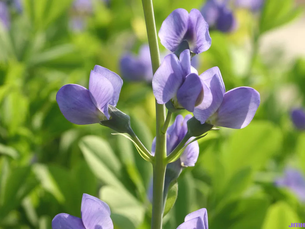 Indigo Blue Perennial Wildflower Seeds - Baptisia australis - Vibrant Blue Flowers for Pollinators, Borders & Meadows