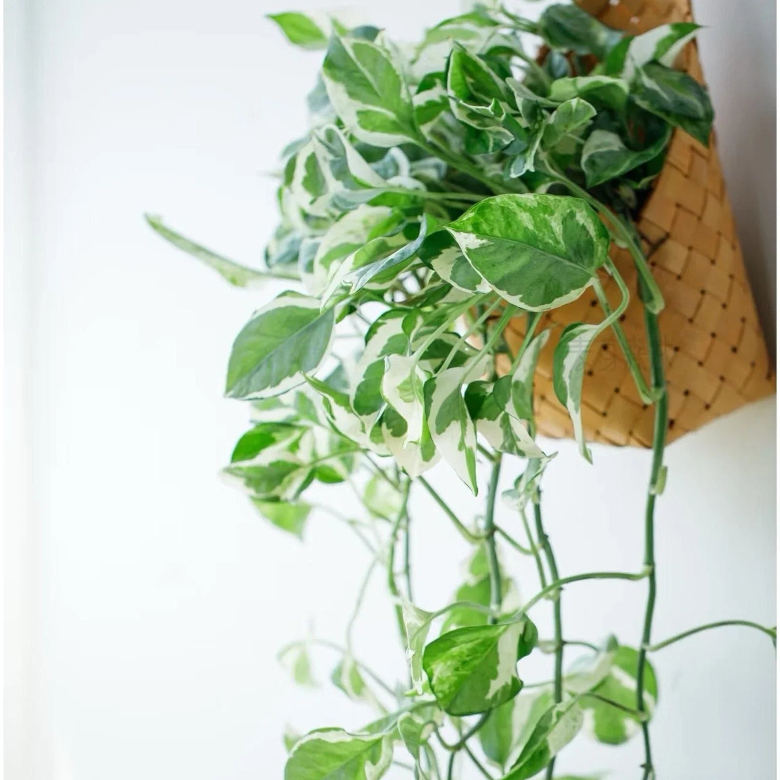 Pothos Cuttings 3-Pack Pearls and Jade Epipremnum aureum Indoor House Plant Trailing