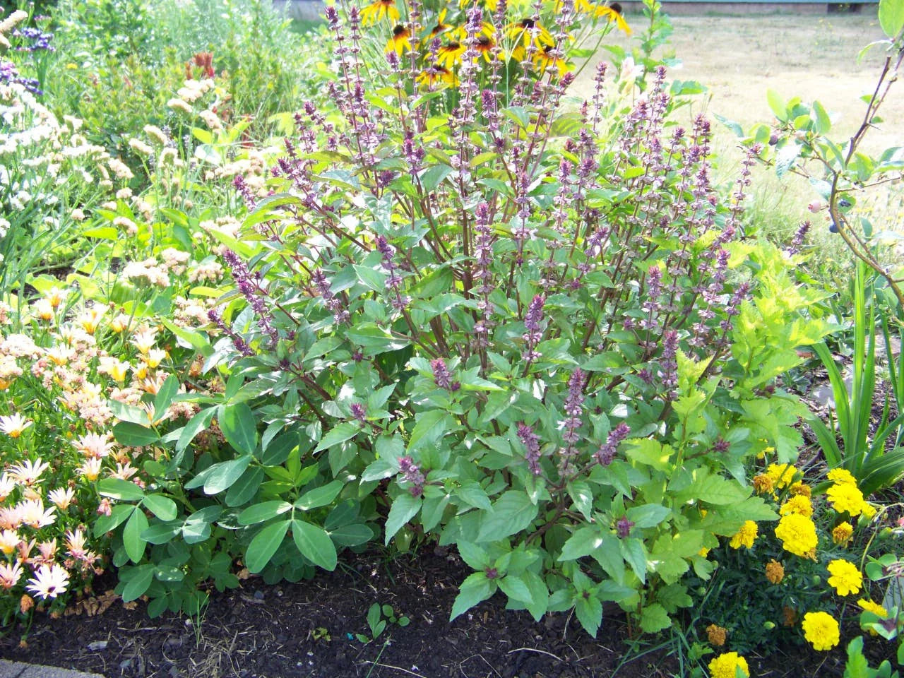 Cinnamon Scented Basil Seeds - 225 Seeds - Ocimum basilicum 'Cinnamon' - Aromatic Culinary Herb
