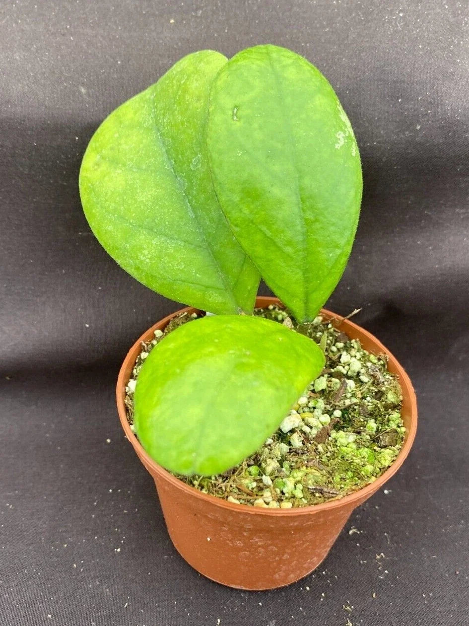 Rare Hoya sp. RB-Dick EPC 196 Rooted Plant in 2.5" Pot, Indoor Vining Wax Plant, Low Maintenance, Unique Indoor Plant