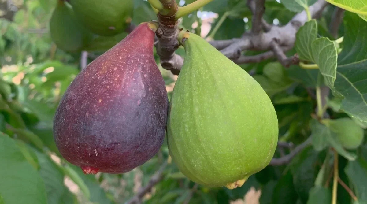 Violette de Bordeaux Fig Seeds – 100+ Ficus carica Fruit Tree Seeds for Garden Planting, Edible, Deciduous, USA