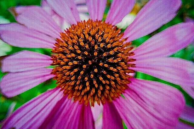 Purple Echinacea Seeds - 100 Count - Coneflower with Large Daisy-Like Flowers - Echinacea purpurea for Pollinator Gardens