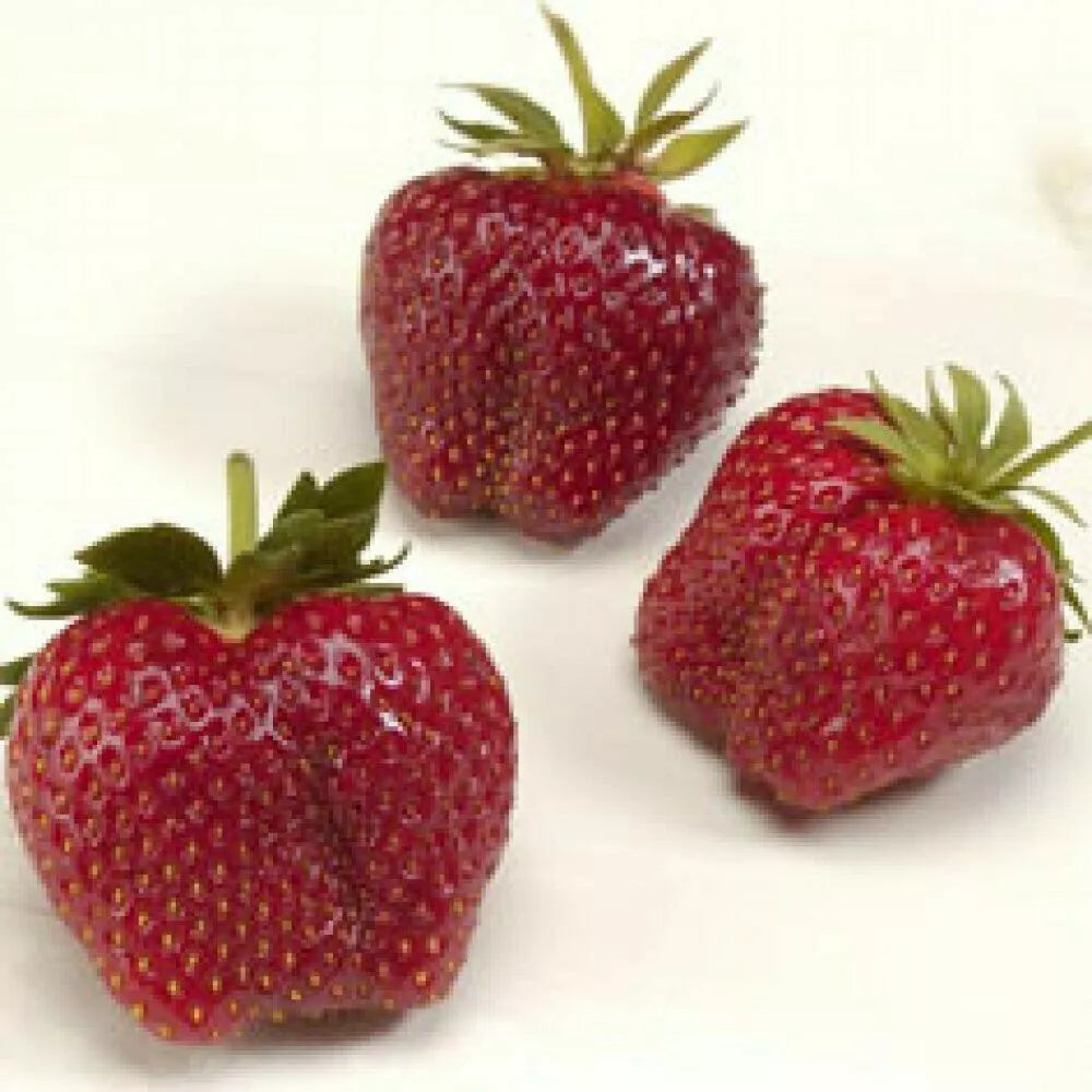 AC Wendy Strawberry Plants - 10 Live June-Bearing Fragaria × ananassa