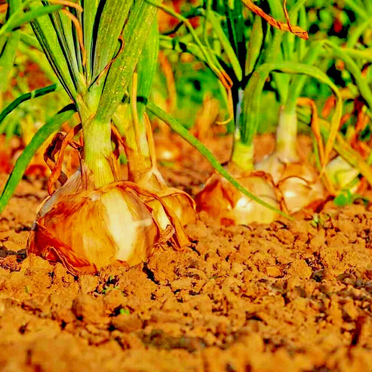 Yellow Sweet Spanish Onion Seeds - Organic Long-Day Allium cepa Bulb Vegetable for Summer Garden