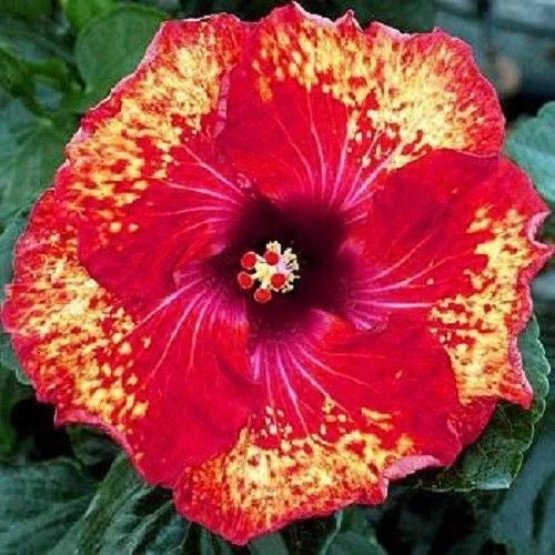 Hibiscus Seeds - 20 Pack Yellow Red Perennial Flower Seeds - Hibiscus rosa-sinensis for Garden, Border, Container Planting