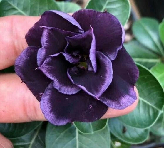 Dark Purple Desert Rose Seeds - Adenium Obesum - Exotic Flower Seeds for Garden & Indoor Planting - 4 Pack