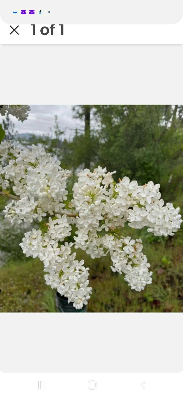 Jumbo Bare Root White Lilac Bush Set of 5 - Fragrant Syringa vulgaris Shrubs for Garden Borders