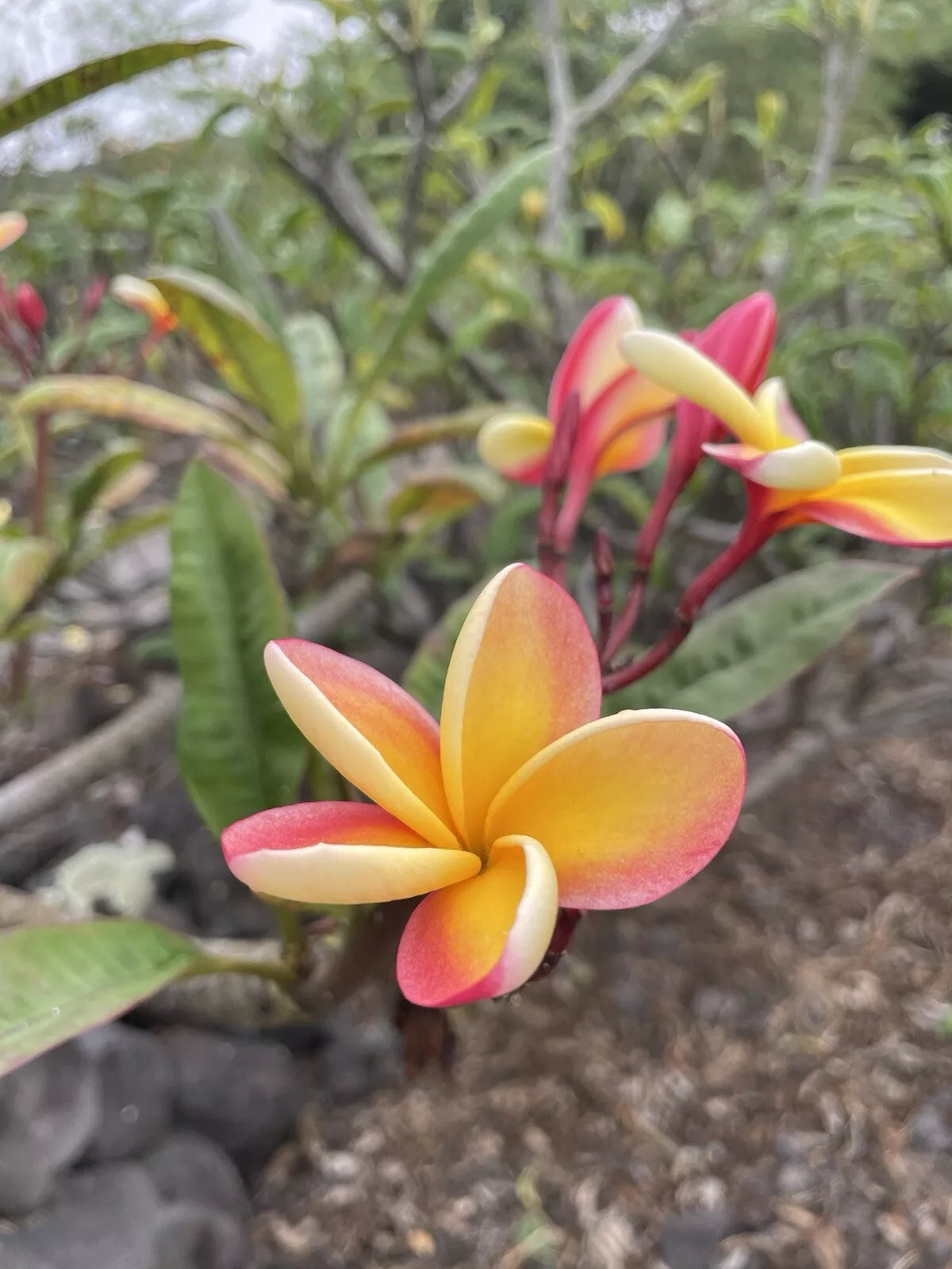 Candy Stripe Plumeria Cutting 10 Inch Unrooted - Plumeria rubra - Locally Grown Big Island Hawaii