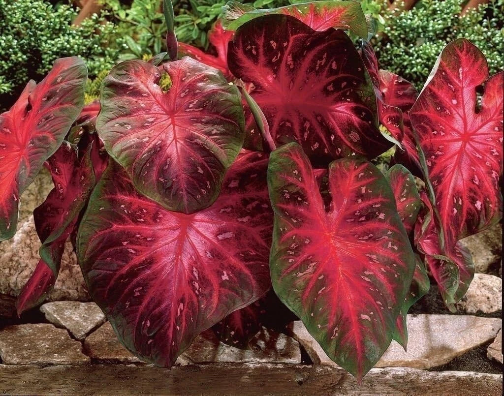 Red Flash Caladium Bulbs - Fancy Mix, Colorful Foliage, Caladium bicolor, Easy to Grow Perennial for Shade Gardens