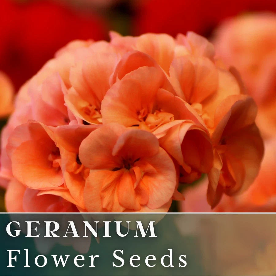 Geranium Seeds - Mandarin Whirl - Fragrant Orange & Yellow Blooms - Pelargonium x hortorum - 100+ Seeds Pack