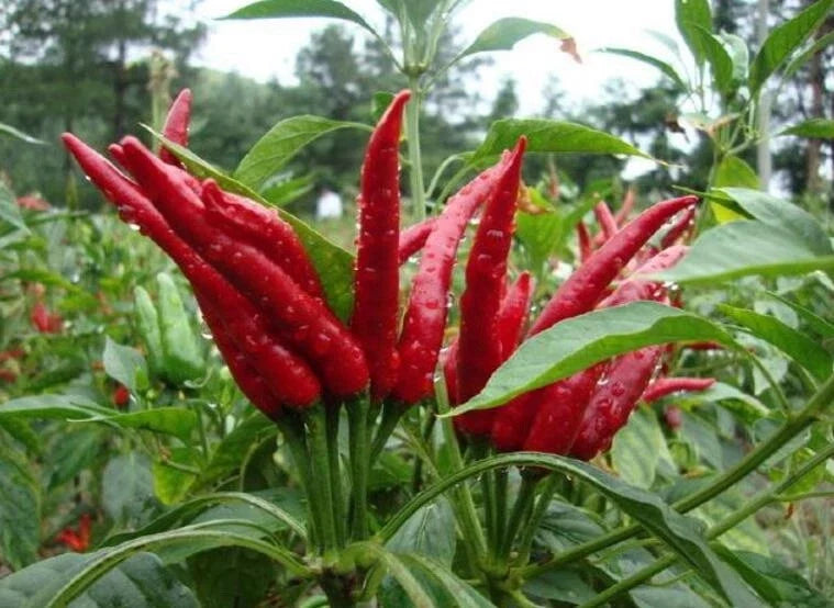 Hot Millet Pepper Seeds, Non-GMO, Organic Capsicum annuum, 50+ Seeds for Home Garden & Container Growing