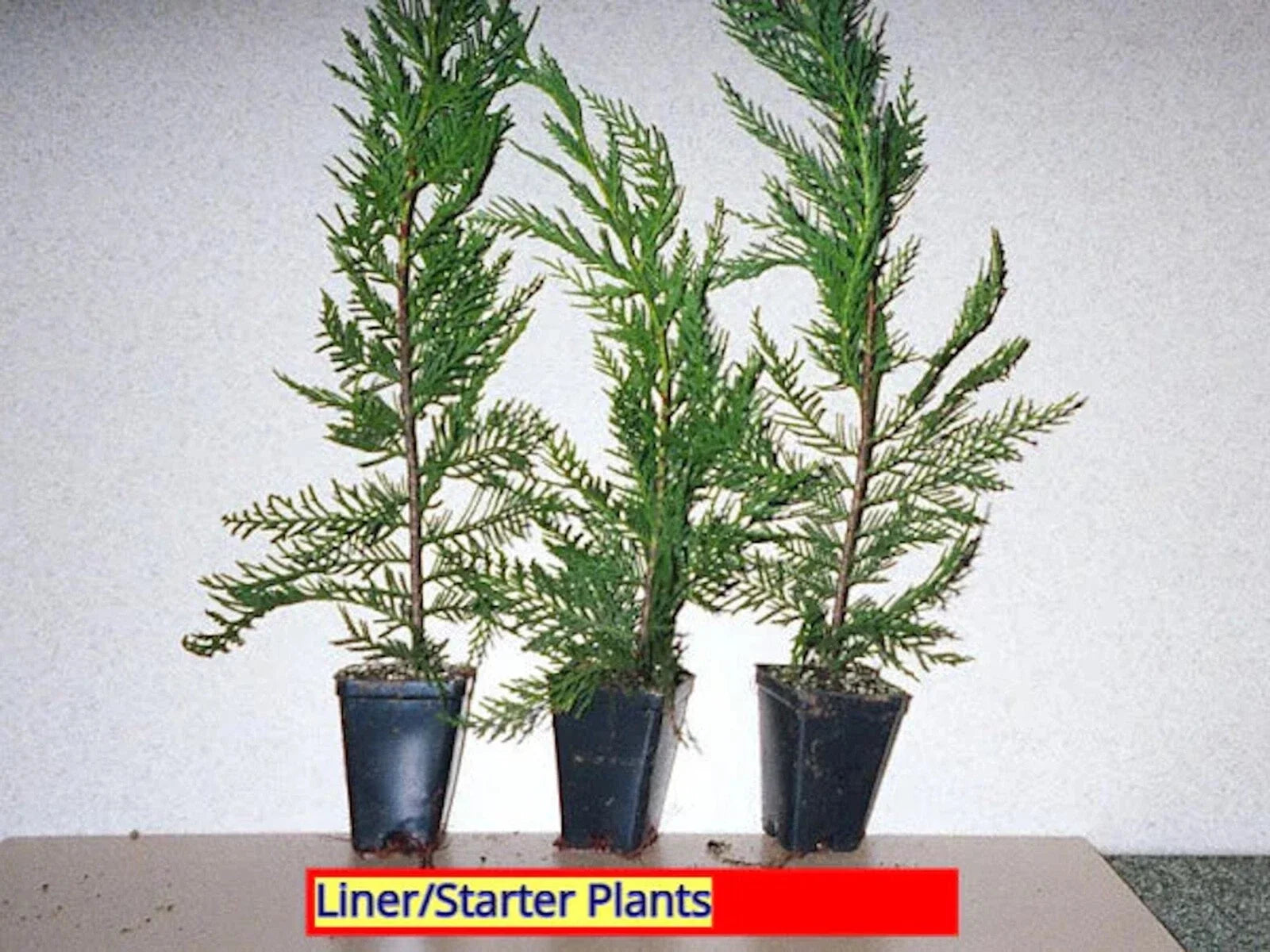 Leyland Cypress Tree Starter Plants – Bare Root Evergreen, Fast-Growing Privacy Hedge, Cupressocyparis leylandii