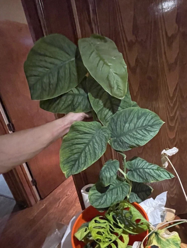 Monstera Dubia Starter Cuts with 6+ Rooted Nodes, Tropical Indoor Plant, Heart-Shaped Leaves, Propagation Material