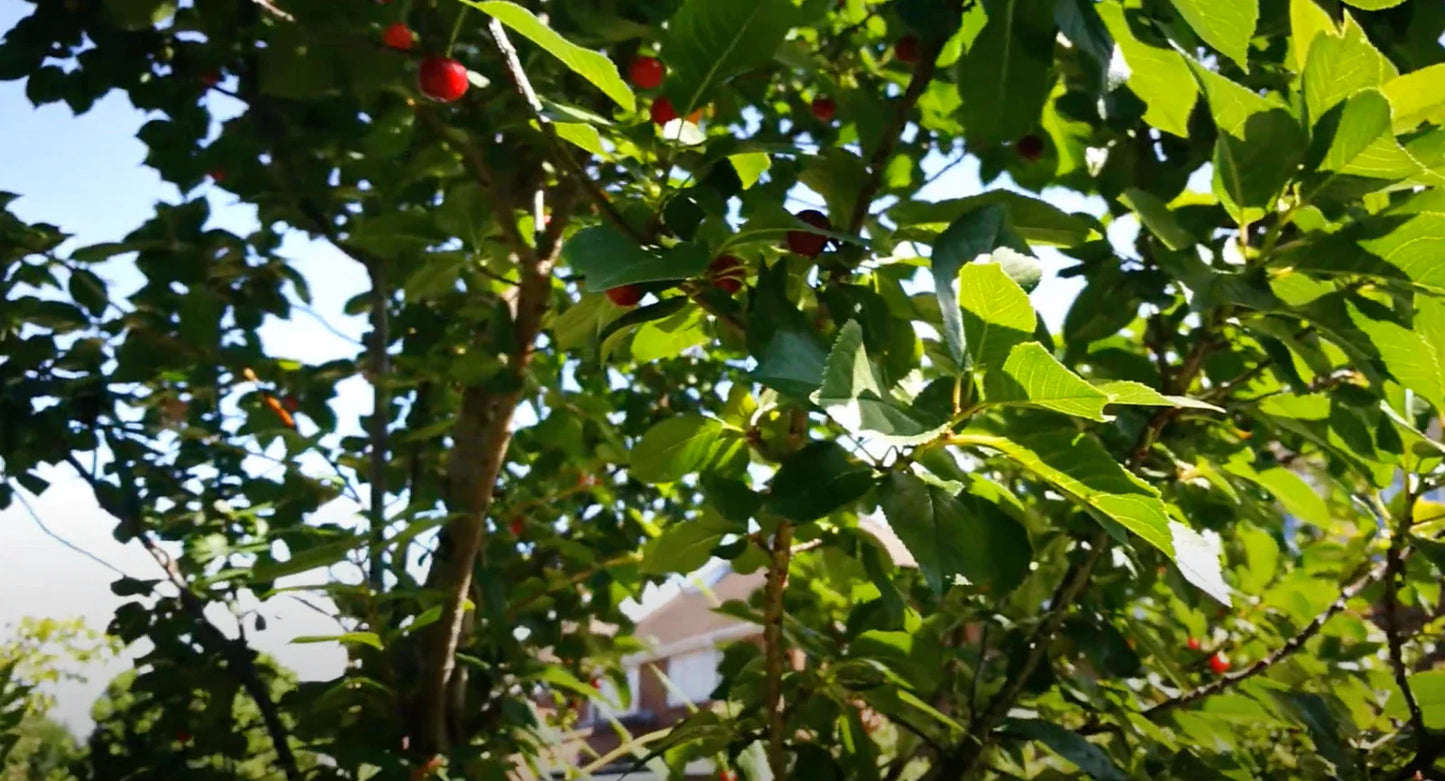 Cherry Tree Cuttings - 8 Unrooted Stella Prunus avium for Home Gardening and Fruit Production