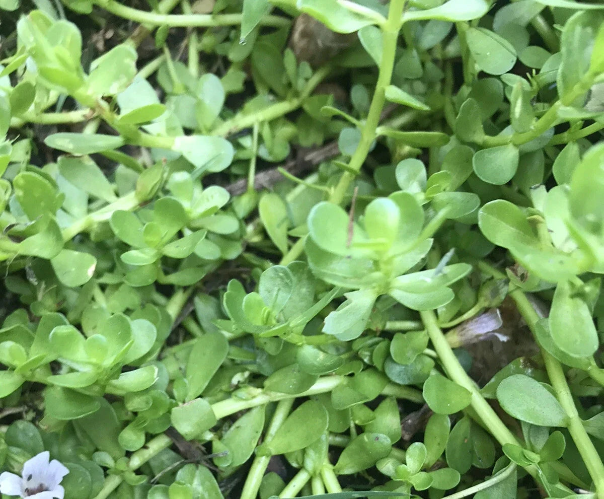 Bacopa Monnieri Live Bare Root Aquatic Plant - Brahmi Water Hyssop - 20 Pack
