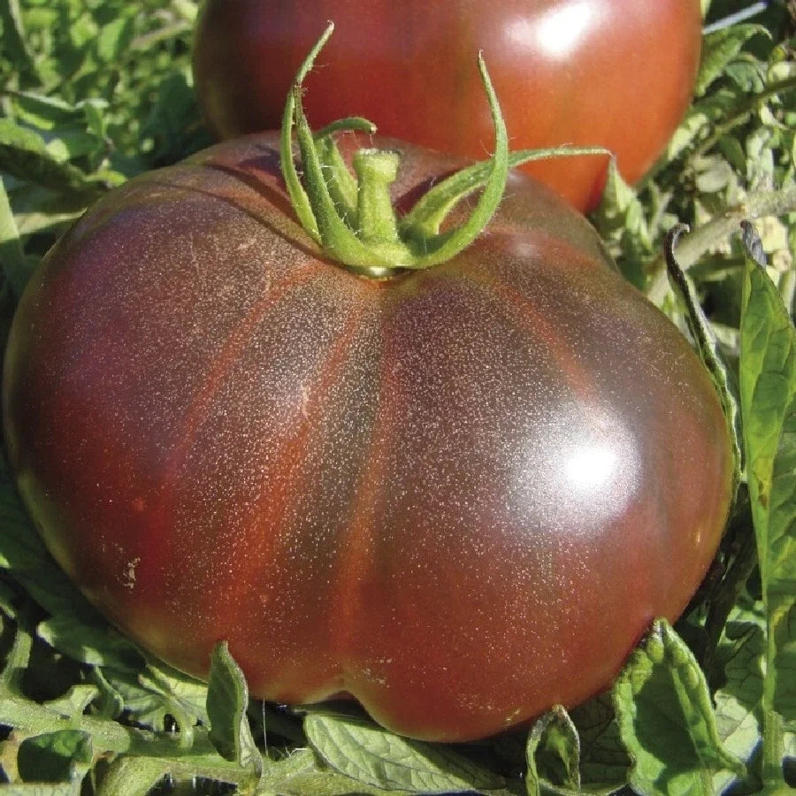 Black Krim Tomato Seeds 50 Count – Heirloom Non-GMO Vegetable Garden Seeds Solanum lycopersicum
