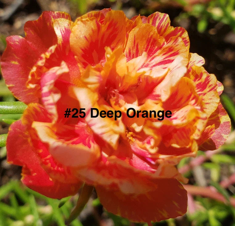 Moss Rose Cuttings 10 Unrooted Deep Orange Portulaca Grandiflora Succulent Plants for Garden or Container