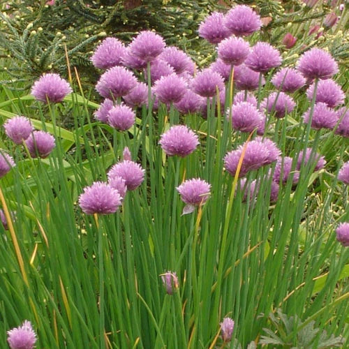 Common Chives Herb Seed Pack - 500+ Fresh Seeds | Allium schoenoprasum
